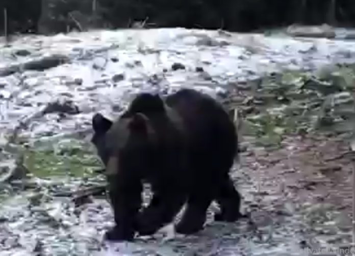 urs pădure