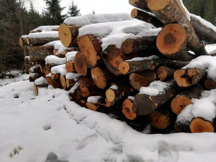material lemnos confiscat iarna, sursa foto ZCH News