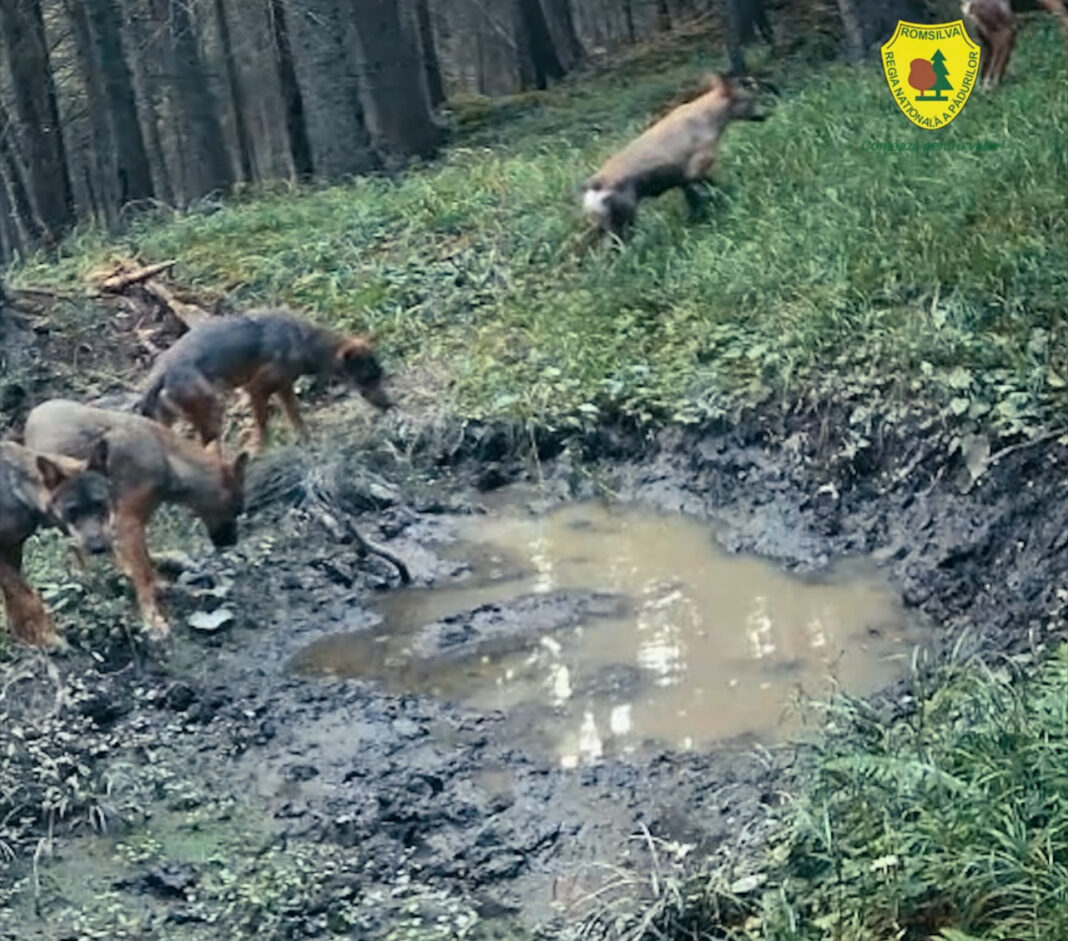 haită de lupi Suceava