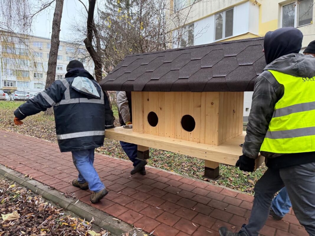 căsuțe pisici Suceava